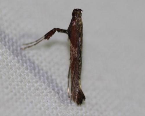 Caloptilia falconipennella